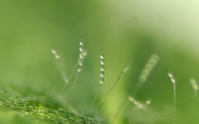 Qu’est-ce que l’oïdium de la vigne ? Description et traitement pour un champ en bonne santé