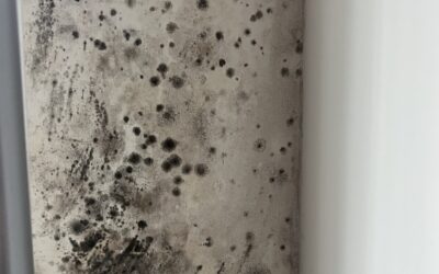 Humidité, matériaux et moisissures : un trio qui menace la qualité de l’air intérieur