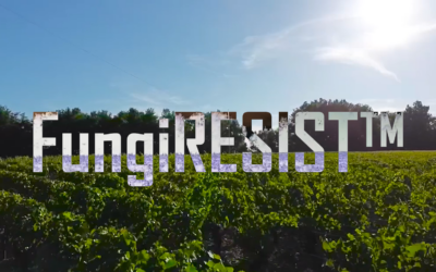 FungiRESIST™ : Une plateforme innovante pour l’analyse des résistances fongiques