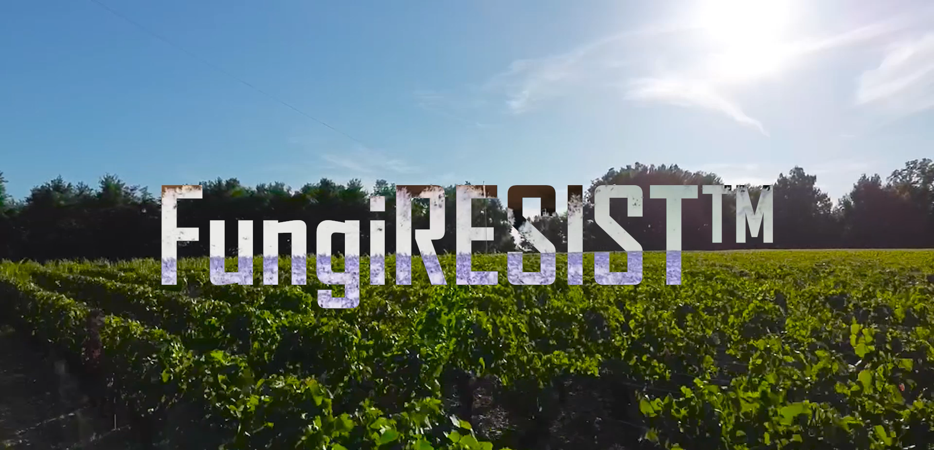 Vigne et Grappe de raisin